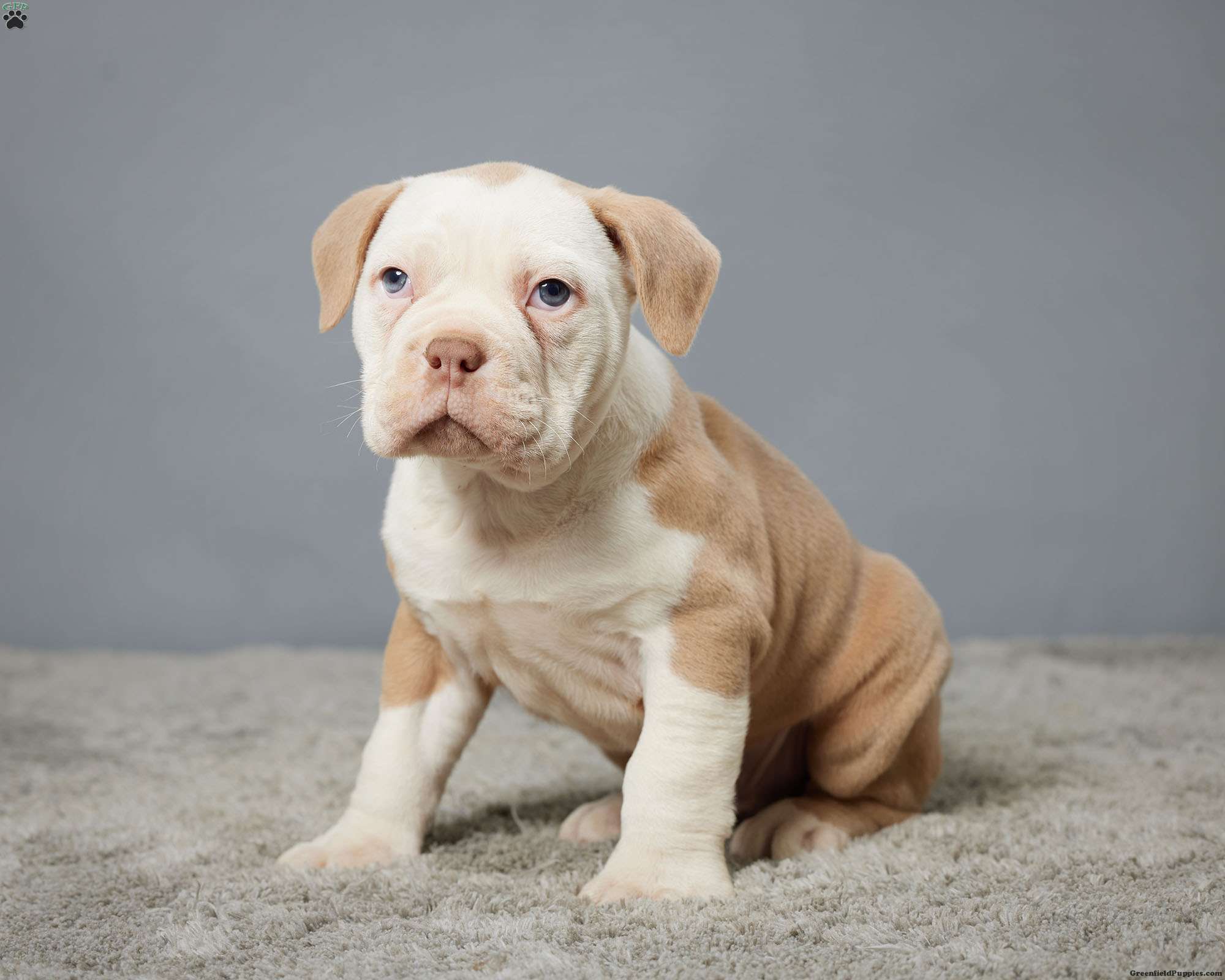 Cooper Olde English Bulldogge Puppy For Sale in Ohio